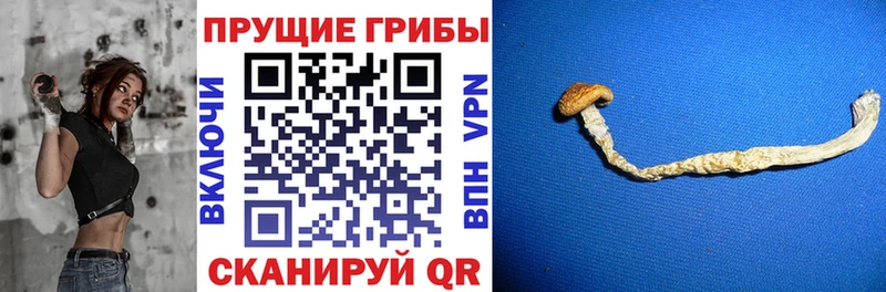 Купить  Зеленогорск  Галлюциногенные грибы прущие грибы 